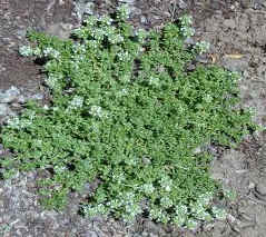 THYME LEMON FROST THYME LEMON FROST